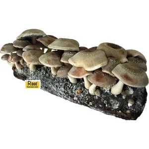 Root Mushroom Farm-Shiitake Grow Kit